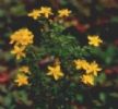 St.John's Wort P.E